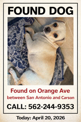 Found/Stray Male Dog last seen Orange between San Antonio and Carson , Long Beach, CA 90807
