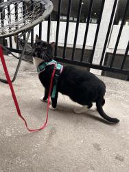Lost Male Cat last seen Living Smart by Eldorado community, North Las Vegas, NV 89084