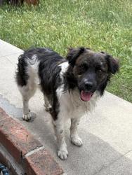 Found/Stray Male Dog last seen Riverside & 5th CHINO CA, Chino, CA 91710