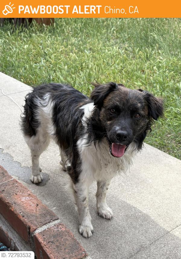 Found/Stray Male Dog last seen Riverside & 5th CHINO CA, Chino, CA 91710