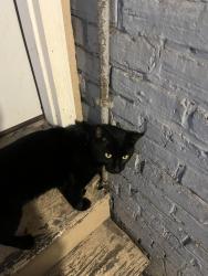 Found/Stray Unknown Cat last seen Cport & S Ruble, Chicago, IL 60616