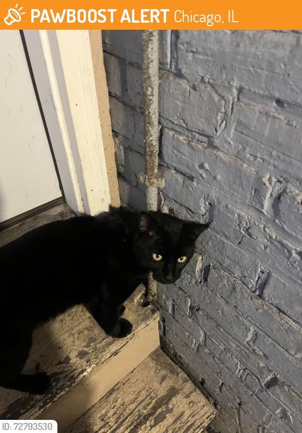 Found/Stray Unknown Cat last seen Cport & S Ruble, Chicago, IL 60616