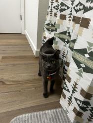 Found/Stray Female Cat last seen Winco, Happy Valley, OR 97086