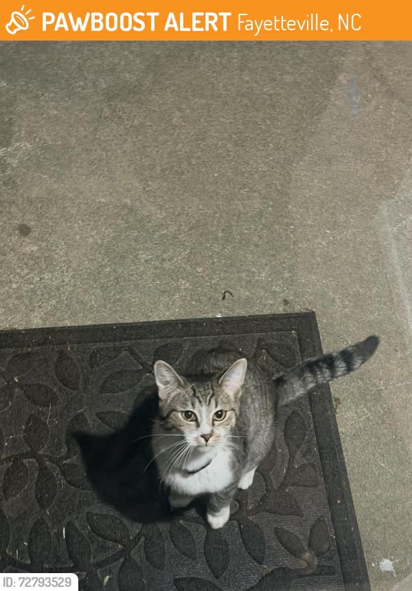 Found/Stray Unknown Cat last seen Neesee st & Tinman Dr, Fayetteville, NC 28314