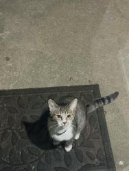 Found/Stray Unknown Cat last seen Neesee st & Tinman Dr, Fayetteville, NC 28314