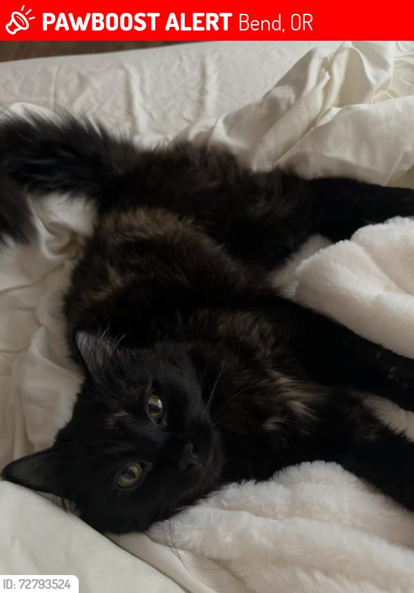 Lost Female Cat last seen NE keyte & eagle rd , Bend, OR 97701