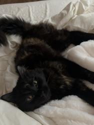 Lost Female Cat last seen NE keyte & eagle rd , Bend, OR 97701
