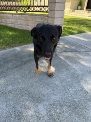 Found/Stray Male Dog last seen W arminta st and nagle ave in van nuys, Los Angeles, CA 91605