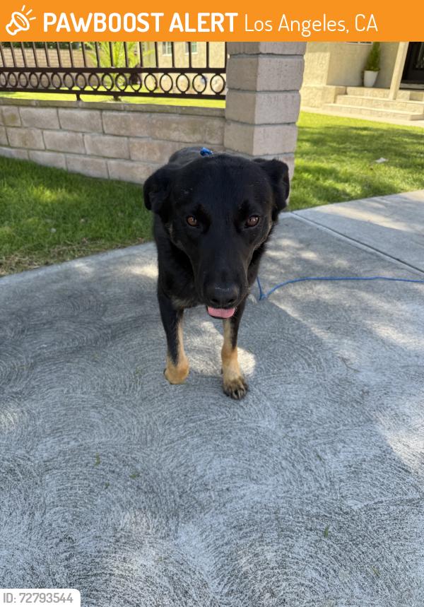 Found/Stray Male Dog last seen W arminta st and nagle ave in van nuys, Los Angeles, CA 91605