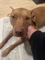 Lost Male Dog last seen We sent to Barrien County Animal Shelter - Such a sweetheart, Union Pier, MI 49129