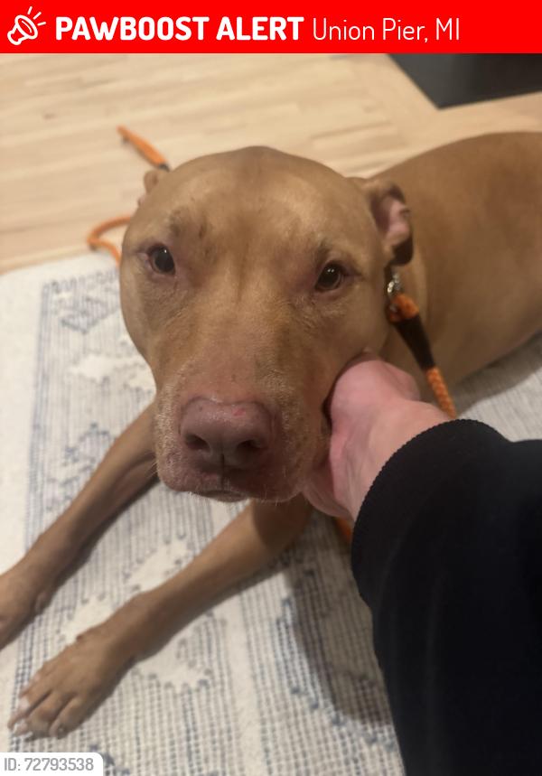 Lost Male Dog last seen We sent to Barrien County Animal Shelter - Such a sweetheart, Union Pier, MI 49129