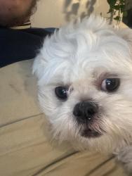 Found/Stray Male Dog last seen Near Broadway Denver 80221, Denver, CO 80221