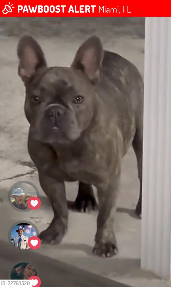 Lost Female Dog last seen Near st, Miami, FL 33147