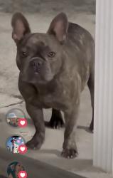 Lost Female Dog last seen Near st, Miami, FL 33147