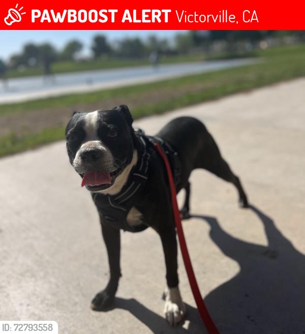 Lost Male Dog last seen Brentwood section of Victorville, Victorville, CA 92394