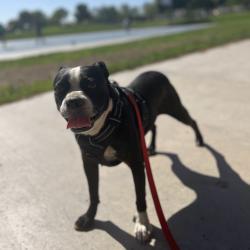 Lost Male Dog last seen Brentwood section of Victorville, Victorville, CA 92394