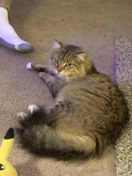 Lost Female Cat last seen Sunny Brooke rd S Wilson, NC,27893 & Willow springs country club, Wilson, NC 27893