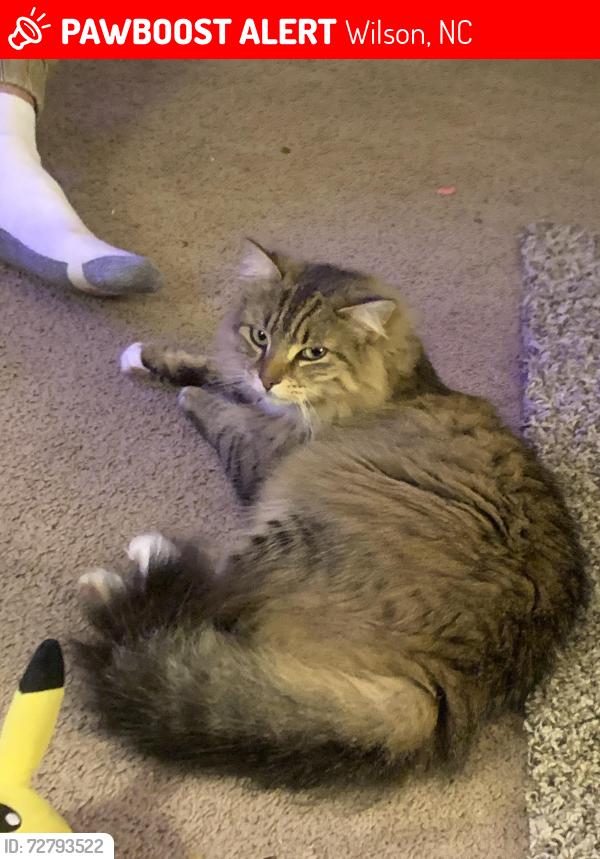 Lost Female Cat last seen Sunny Brooke rd S Wilson, NC,27893 & Willow springs country club, Wilson, NC 27893