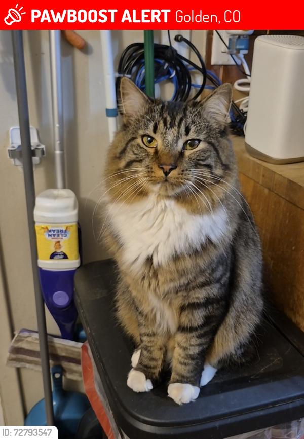 Lost Male Cat last seen Eldridge rd. And Foothill rd., Applewood, CO 80401