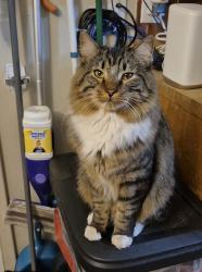 Lost Male Cat last seen Eldridge rd. And Foothill rd., Applewood, CO 80401