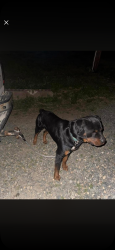 Lost Male Dog last seen Old Hollow Rd. , Walkertown, NC 27051