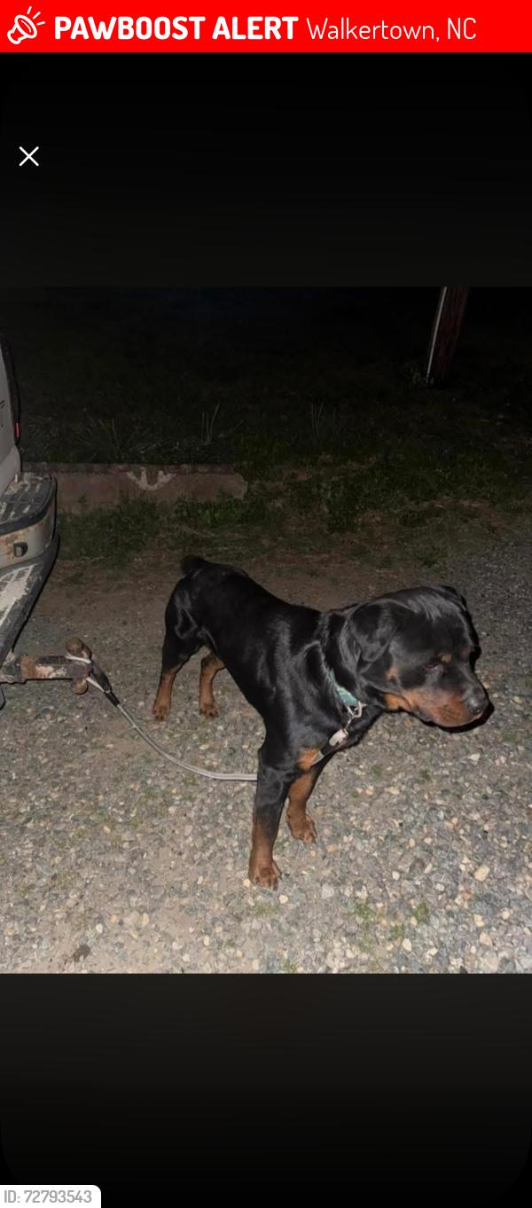 Lost Male Dog last seen Old Hollow Rd. , Walkertown, NC 27051