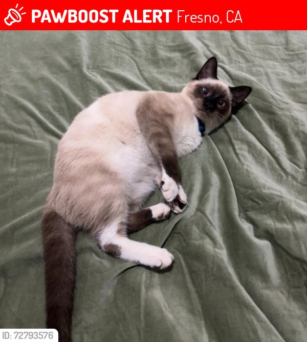 Lost Male Cat last seen Belmont and first. , Fresno, CA 93702