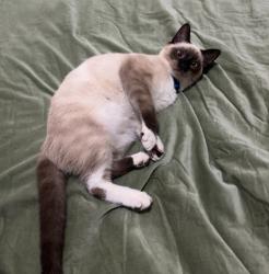 Lost Male Cat last seen Belmont and first. , Fresno, CA 93702