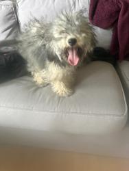 Found/Stray Unknown Dog last seen Arco Station, Los Angeles, CA 91335