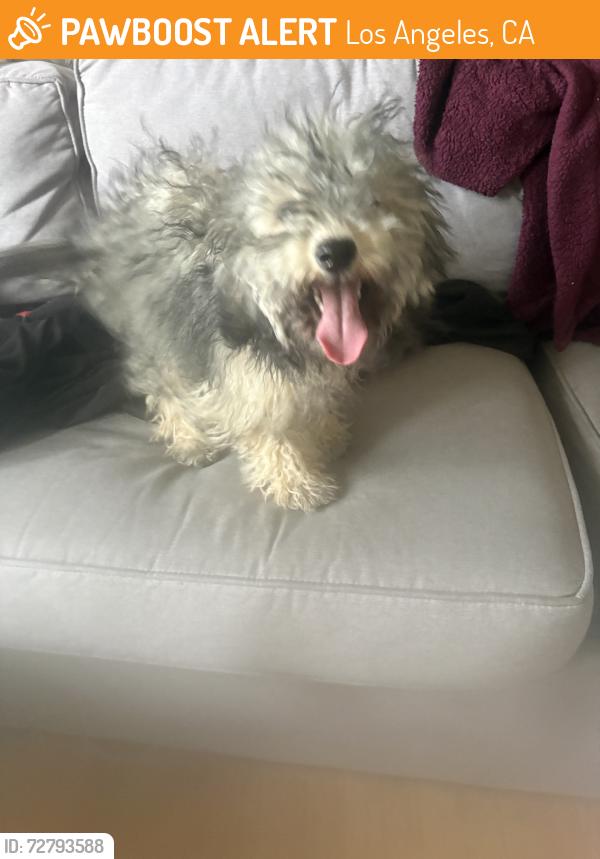 Found/Stray Unknown Dog last seen Arco Station, Los Angeles, CA 91335