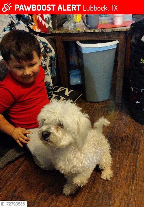 Lost Male Dog last seen Near n Chicago Ave unit B , Lubbock, TX 79401