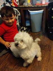 Lost Male Dog last seen Near n Chicago Ave unit B , Lubbock, TX 79401