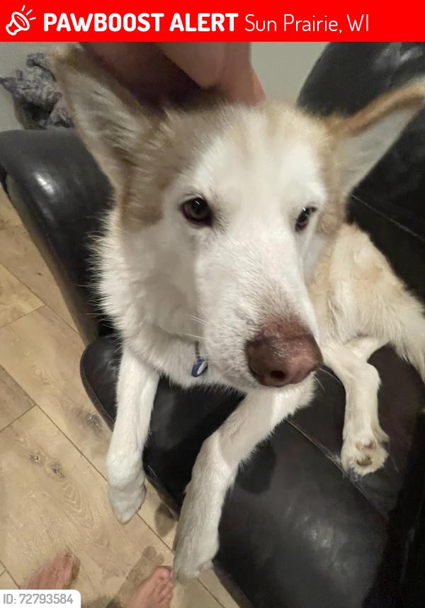 Lost Female Dog last seen by the line of deforest and sunprairie , Sun Prairie, WI 53590