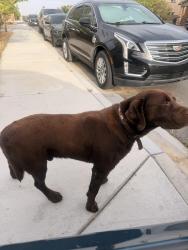 Found/Stray Unknown Dog last seen Beckham place , Victorville, CA 92392