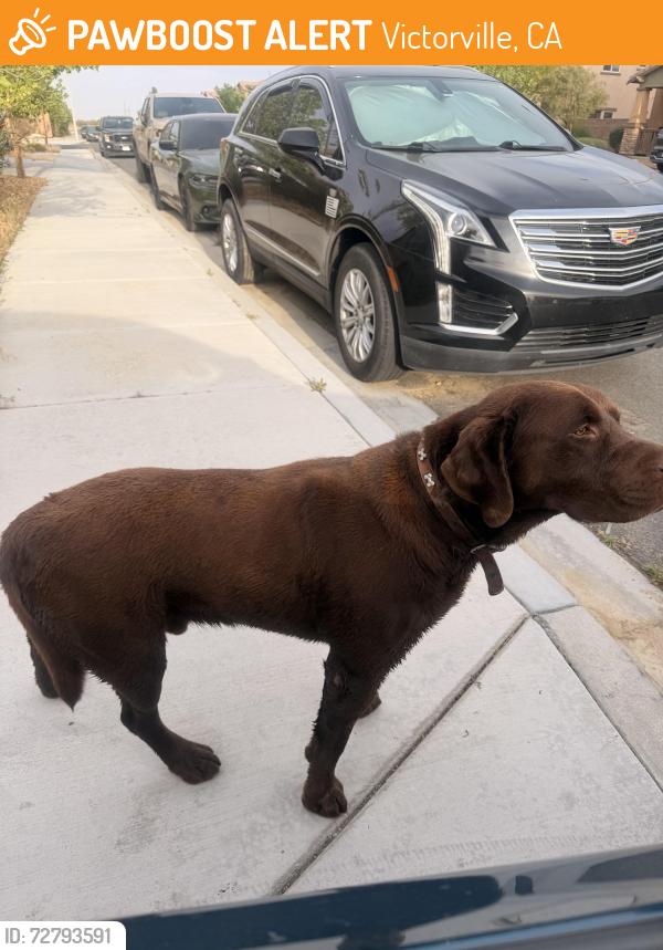Found/Stray Unknown Dog last seen Beckham place , Victorville, CA 92392