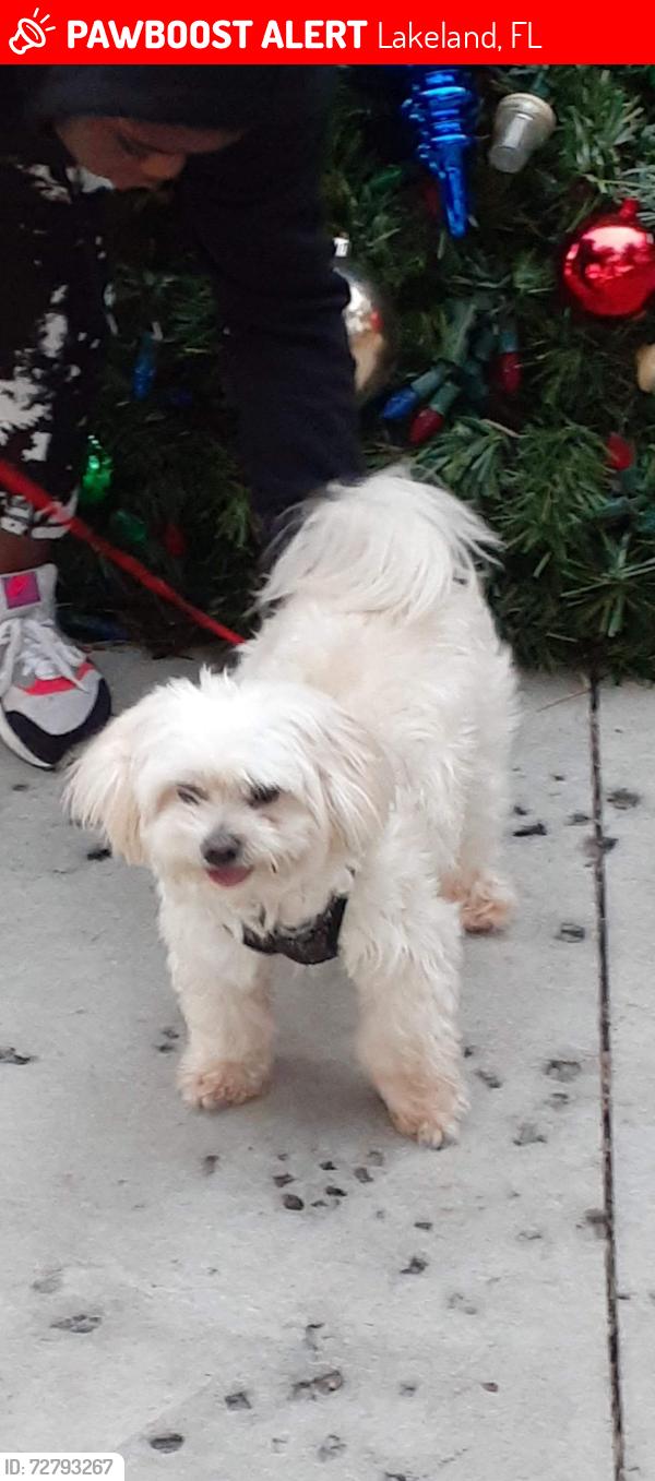Lost Male Dog last seen Idlewild st off Combee-LESLIE DIVE, Lakeland, FL 33801