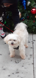 Lost Male Dog last seen Idlewild st off Combee-LESLIE DIVE, Lakeland, FL 33801