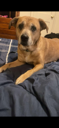 Lost Female Dog last seen Wellington way last seen location , Fort Smith, AR 72908