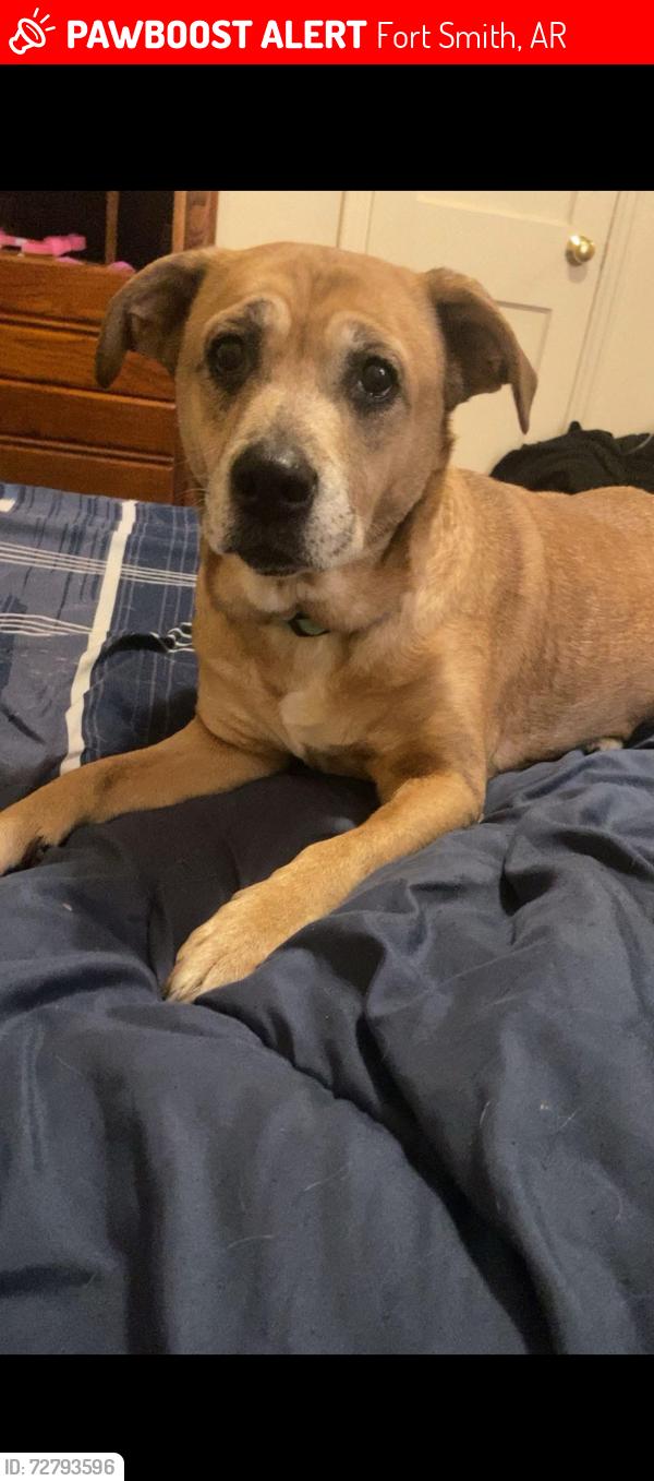 Lost Female Dog last seen Wellington way last seen location , Fort Smith, AR 72908
