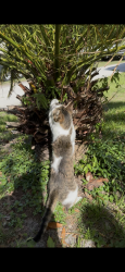 Lost Male Cat last seen Near Wesley Grove Blvd , Wesley Chapel, FL 33544