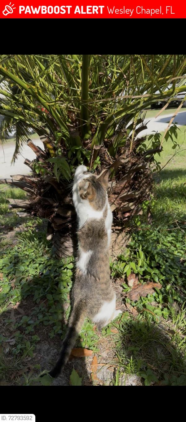 Lost Male Cat last seen Near Wesley Grove Blvd , Wesley Chapel, FL 33544