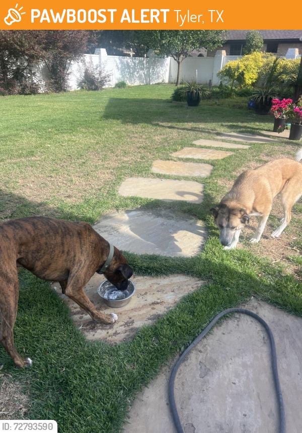 Found/Stray Male Dog last seen Baylor Drive, Tyler, TX 75703