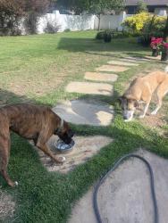 Found/Stray Male Dog last seen Baylor Drive, Tyler, TX 75703