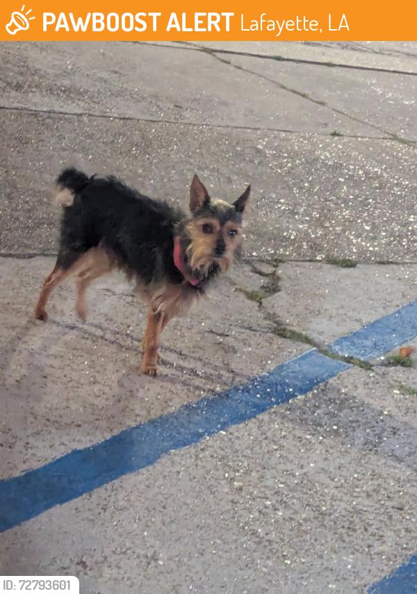 Found/Stray Unknown Dog last seen Cameron St , Lafayette, LA 70506