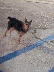 Found/Stray Unknown Dog last seen Cameron St , Lafayette, LA 70506