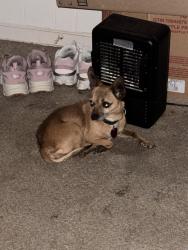 Lost Female Dog last seen Near , Tulsa, OK 74107