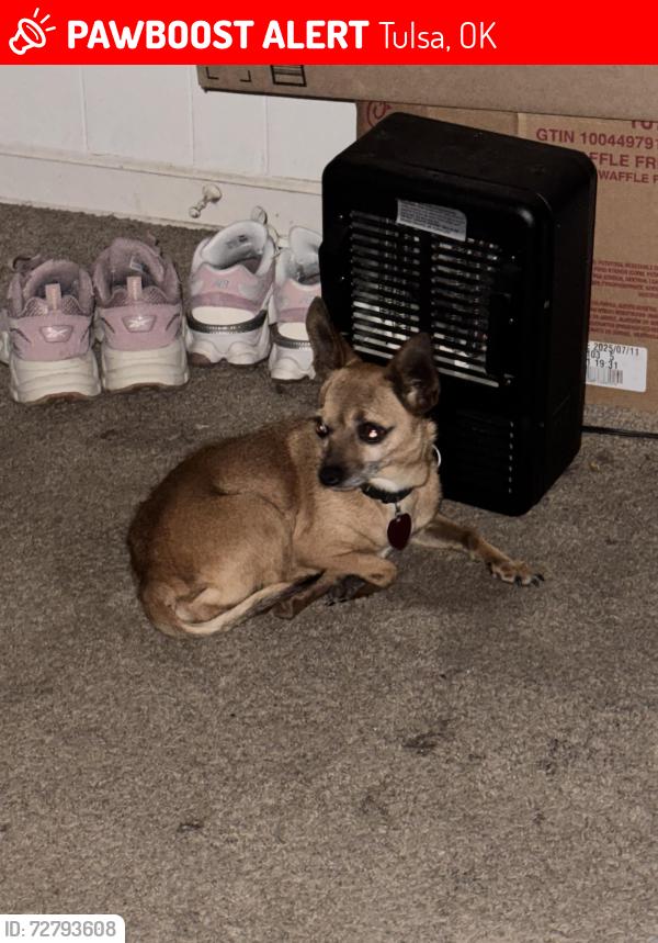 Lost Female Dog last seen Near , Tulsa, OK 74107