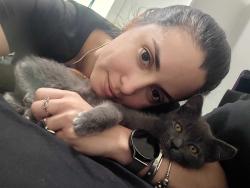 Lost Male Cat last seen Near calle, Miami, FL 33144