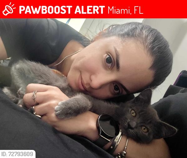 Lost Male Cat last seen Near calle, Miami, FL 33144