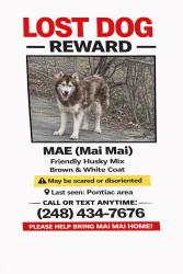 Lost Female Dog last seen Baldwin, Pontiac, MI 48342